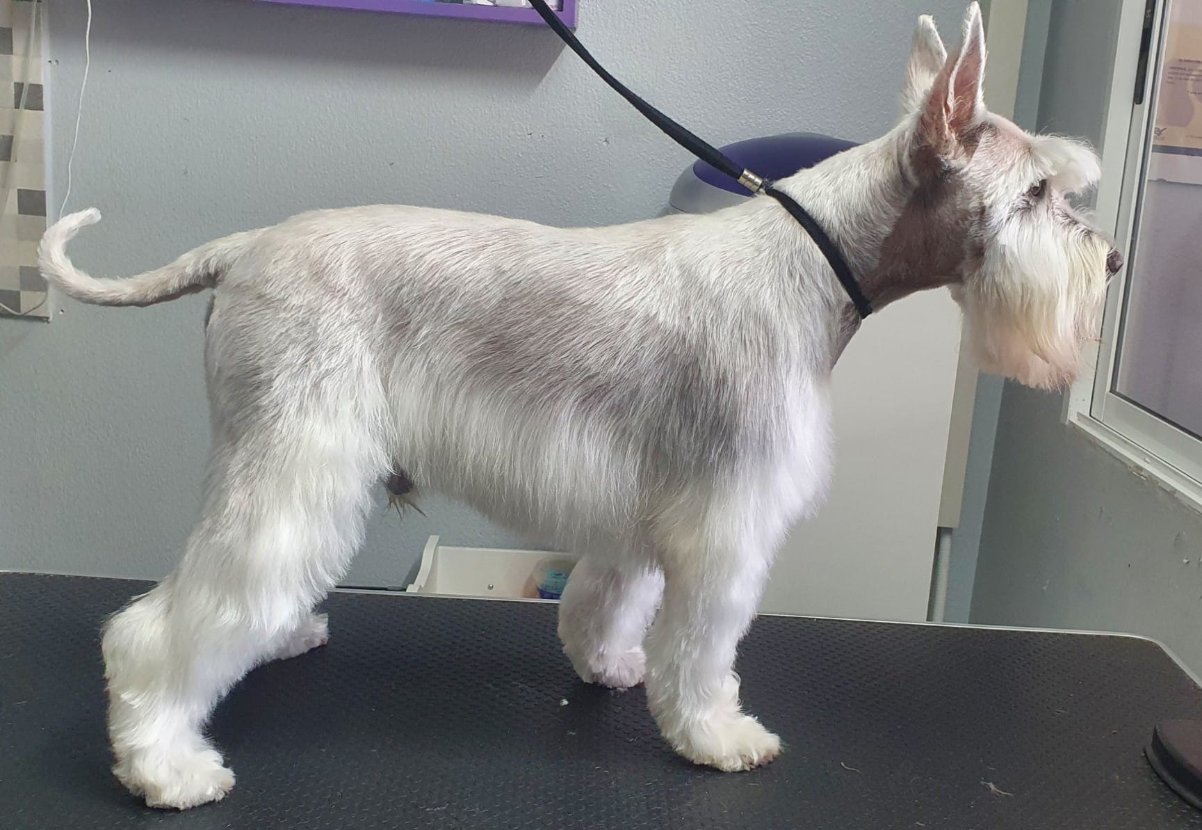 Resultado final de westie tras sesion de peluqueria